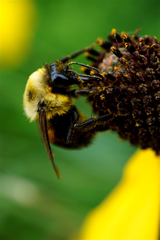 Bee on Gray Headed Coneflower photo