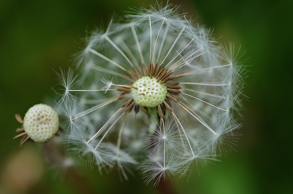 White green meadow