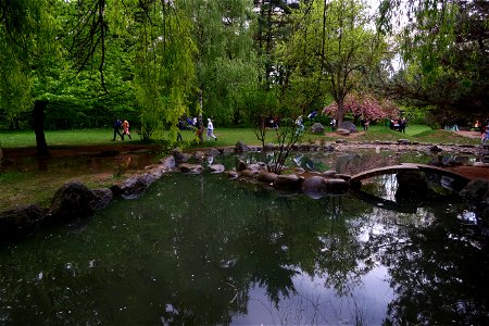 japanes_garden_rain_Herastrau (102)