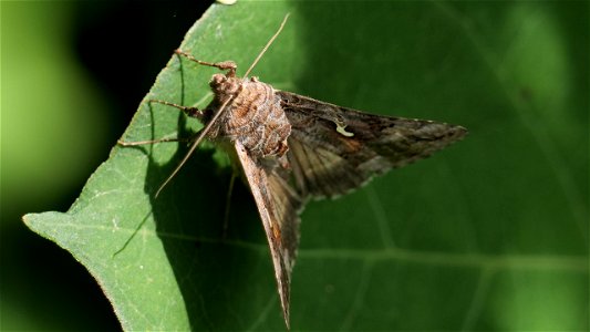 Autographa gamma (Gammaeule)