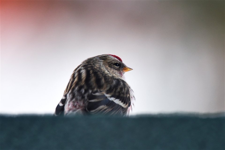 Common redpoll photo