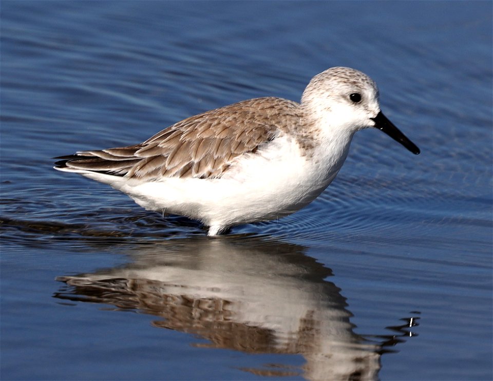 310 - SANDERLING (12-22-2021) south padre island, cameron co, tx -01 (2)