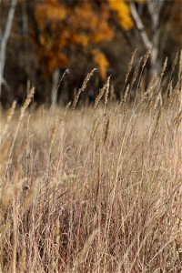 Indiangrass on Karl E. Mundt National Wildlife Refuge South Dakota photo
