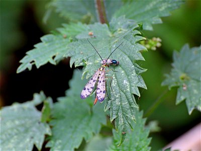 Scorpion Fly photo