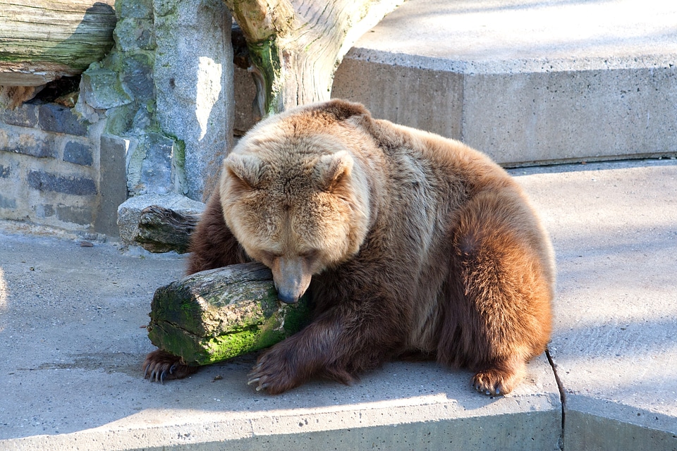 Zoo mammal predator