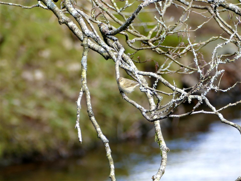 Chiffchaff, Phylloscopus collybita