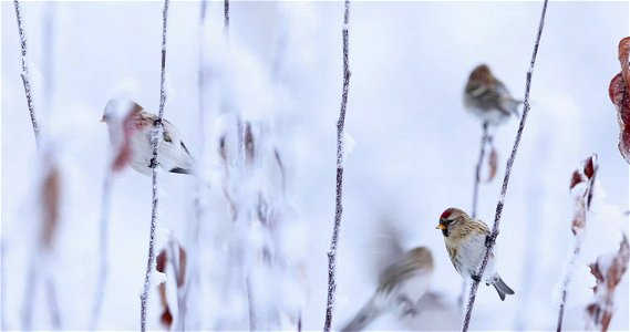 Common redpolls on branches photo