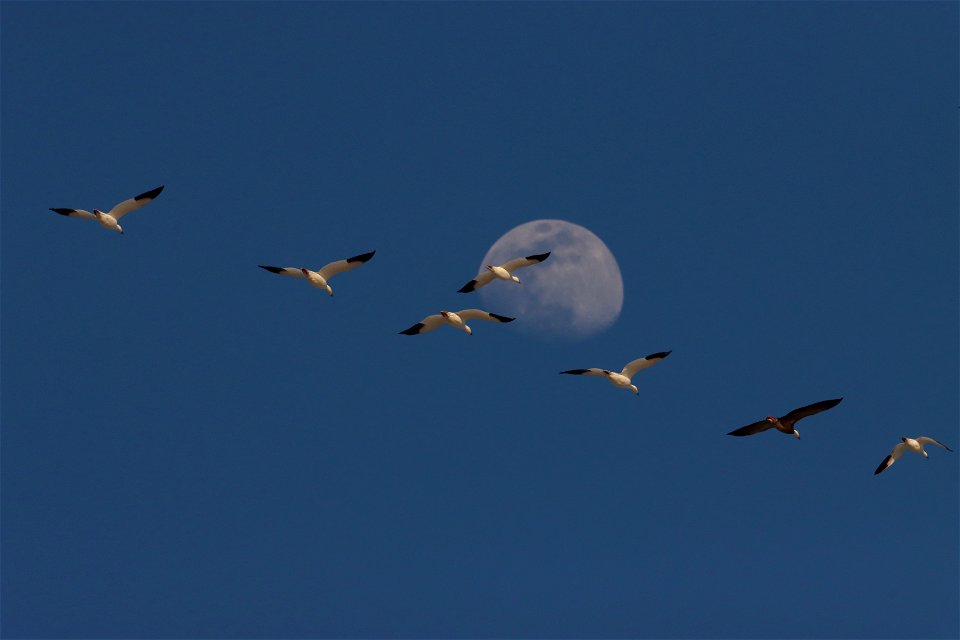 Light Goose Migration Huron Wetland Management District