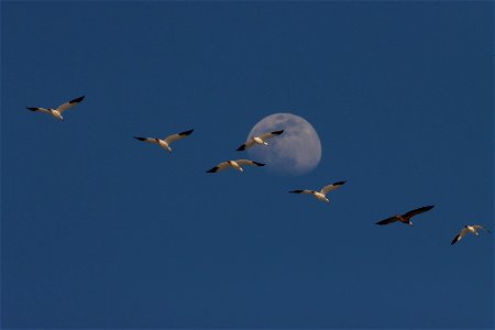 Light Goose Migration Huron Wetland Management District photo