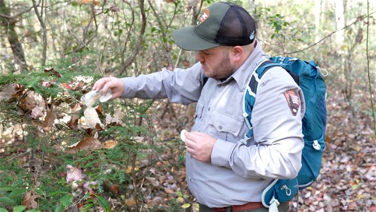 Releasing Laricobius Beetles
