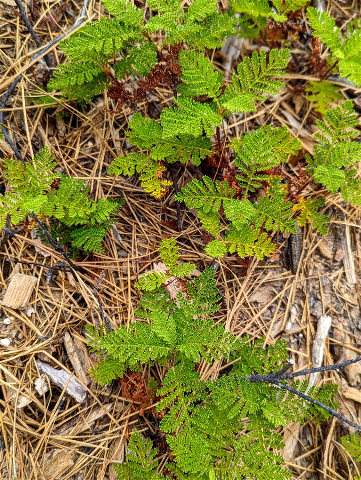 Bear Clover
