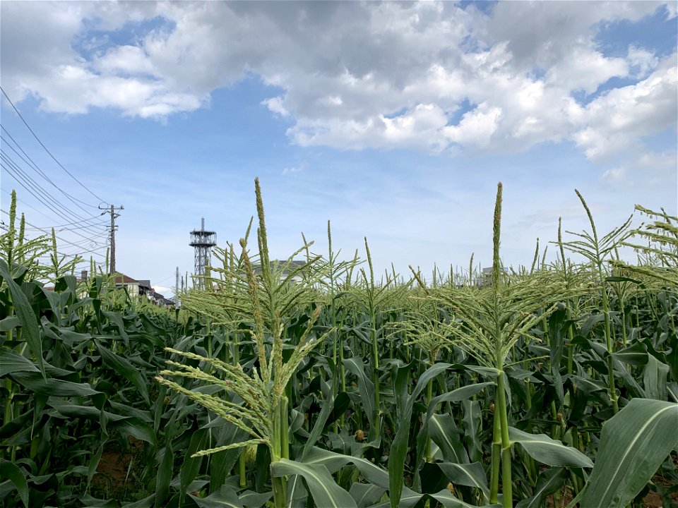 Saiwaicho in Higashikurume-shi