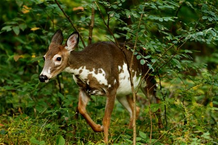 Piebald White Tailed Deer in the Trees photo