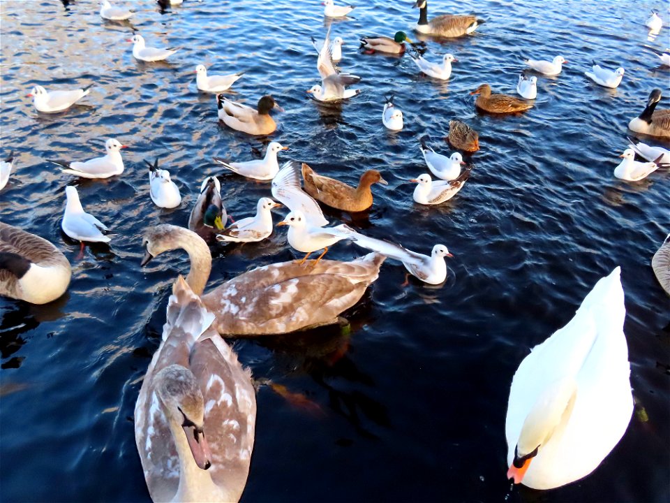 Winterley Pool. photo