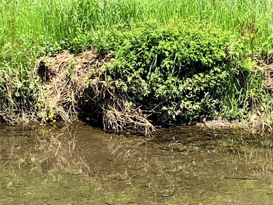 Kingfisher in Kurome River