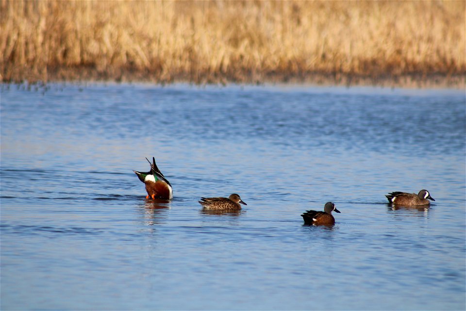 Blue-winged Teal & Northern Shoveler Owens Bay Lake Andes National Wildlife Refuge South Dakota