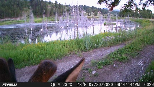 Elk on Trail Camera photo