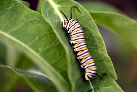 Monarch caterpillar on common milkweed photo