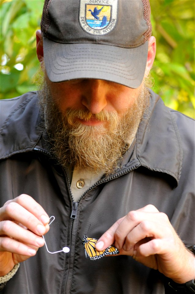 USFWS biologist tagging a monarch photo