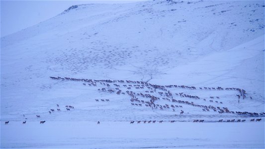 Elk Migration on the National Elk Refuge