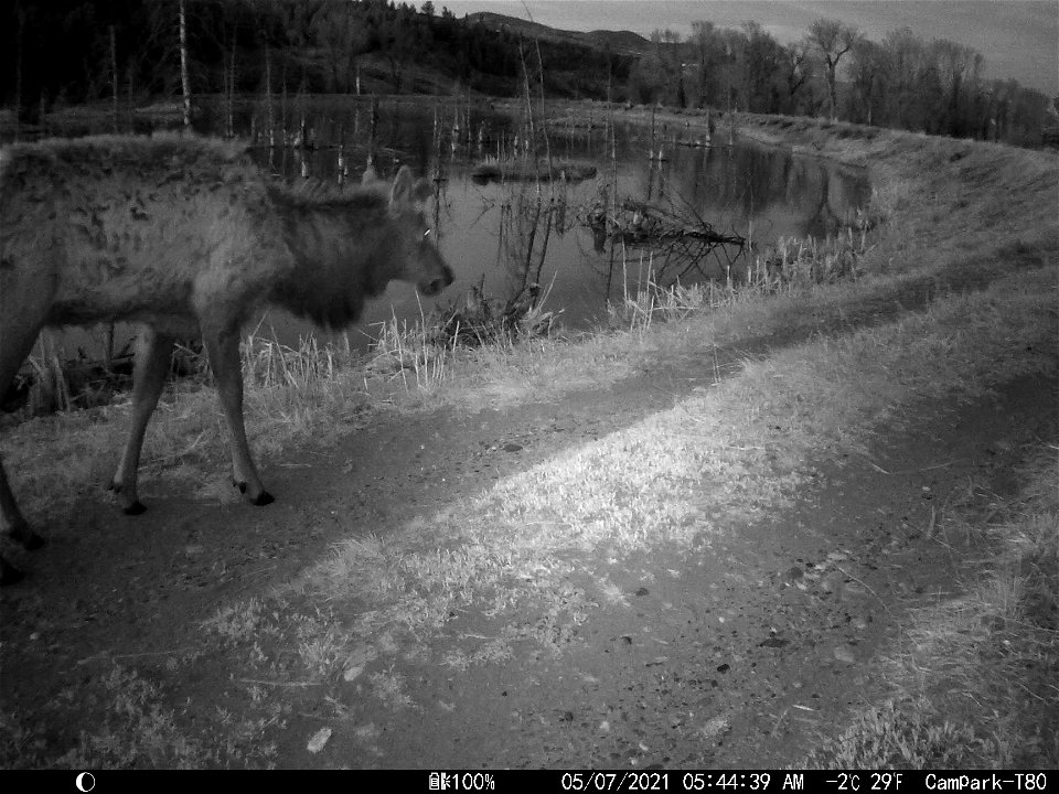 Trail Camera