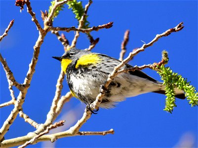 Yellow-rumped warbler at Seedskadee National Wildlife Refuge photo