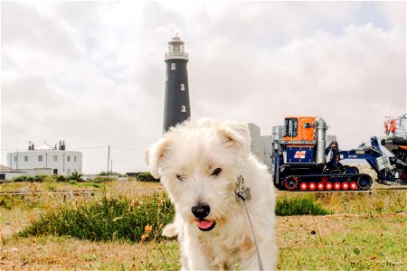 The Dog at Dungeness