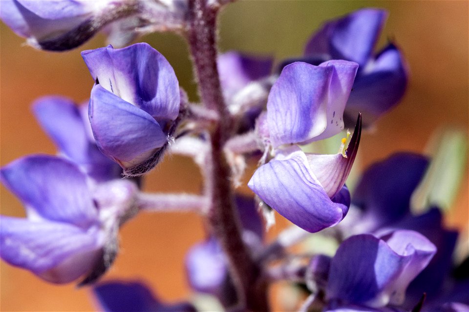 Lupinus argenteus var. depressus