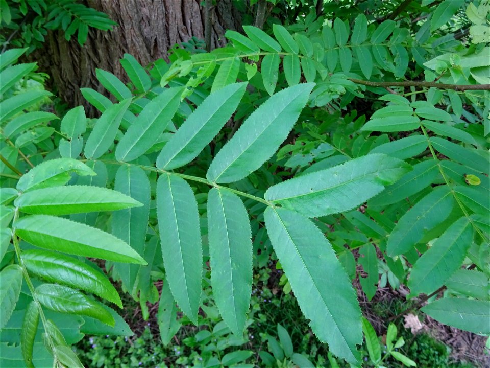 Feuilles du Ptérocaryer du Caucase, Pterocarya fraxinifolia, Juglandacées