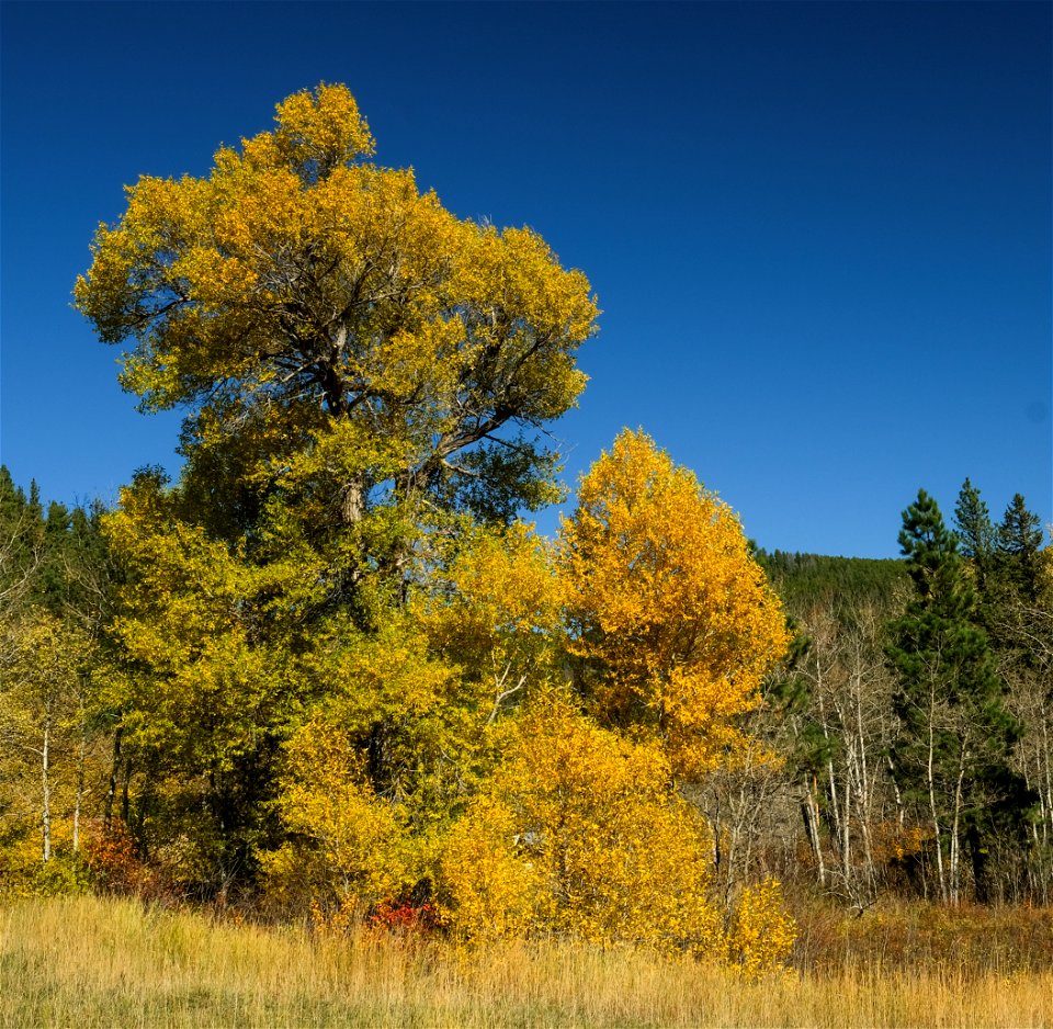 Fall colors at Limekiln Trail