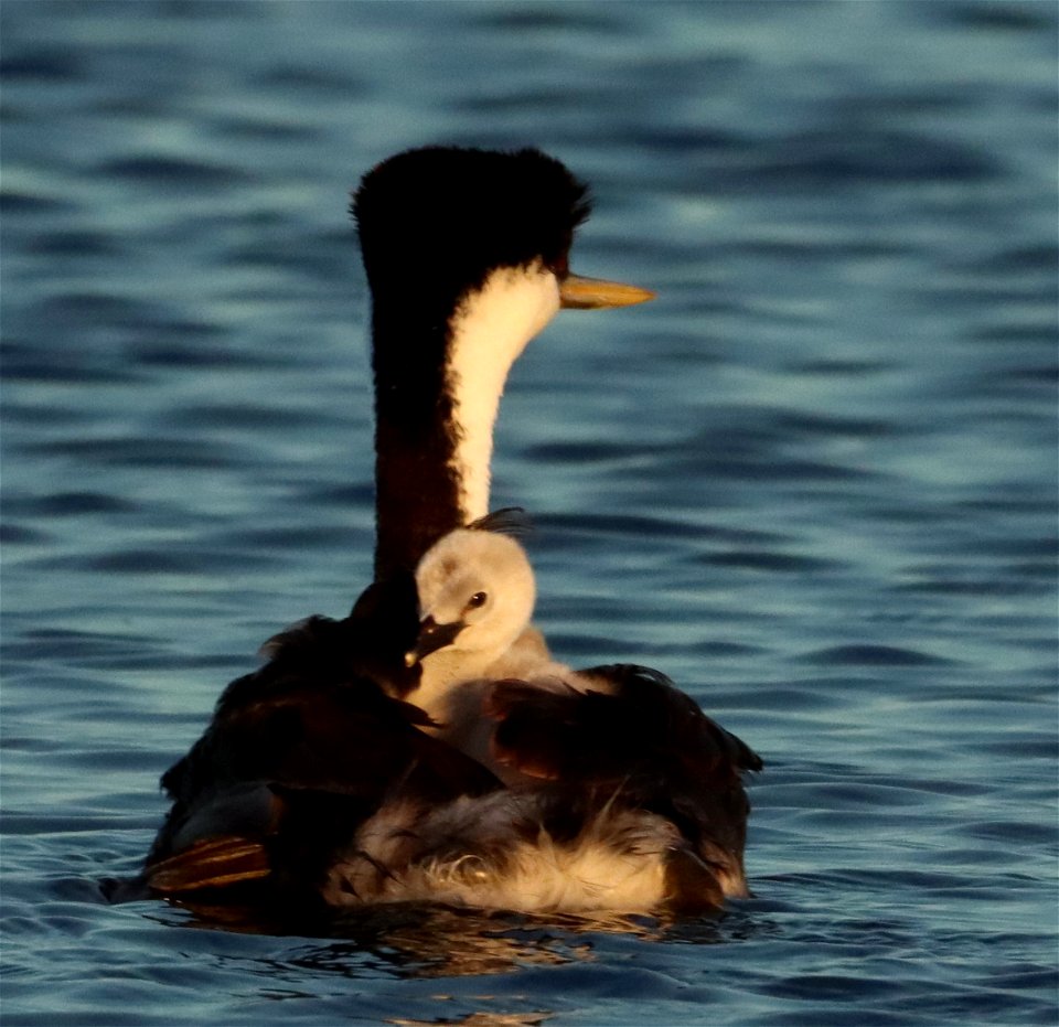 Western Grebes on the Huron Wetland Management District South Dakota photo