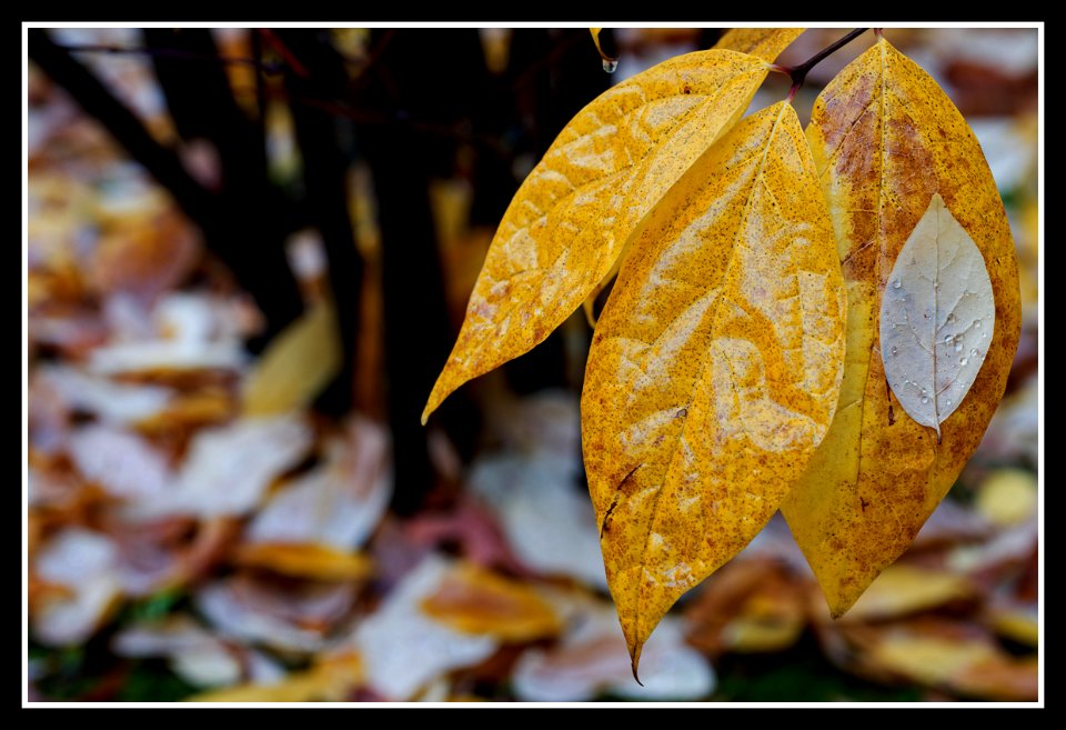 In the garden photo