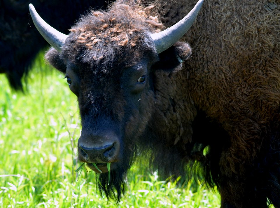 This young bison is eating his fill of grass
