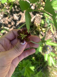 Chocolate Lily, Green Mountain Trail, Mt. Baker-Snoqualmie National Forest. Photo By Sydney Corral June 25, 2021