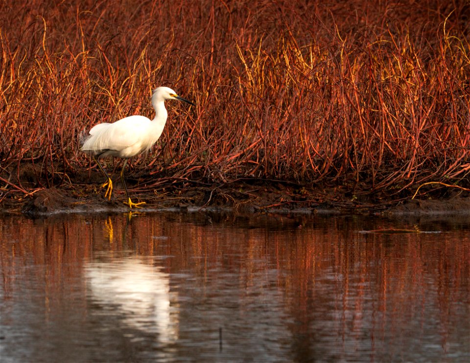 Snowy Egret photo