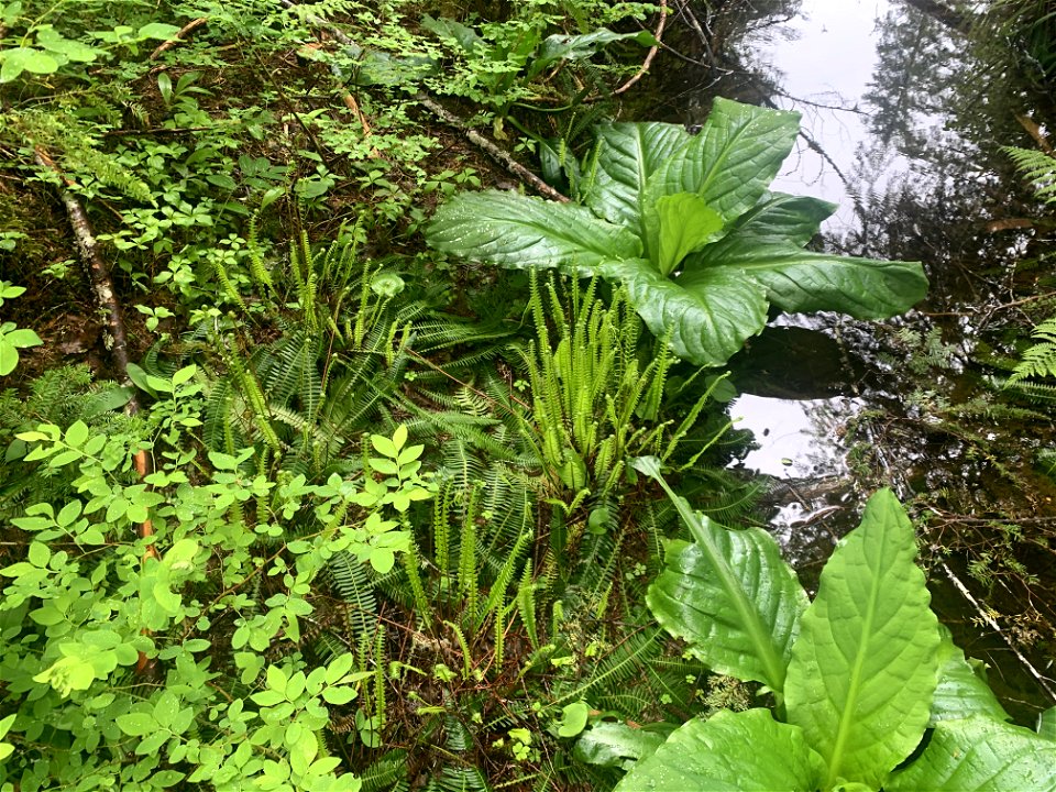 Big 4, Mt. Baker-Snoqualmie National Forest. Photo by Sydney Corral June 28, 2021