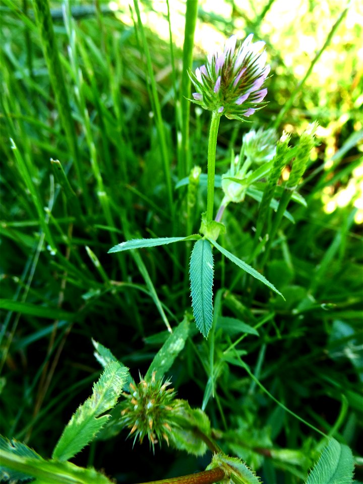 Trifolium strictum L., 1755