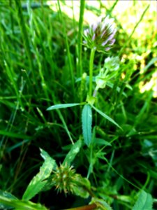 Trifolium strictum L., 1755