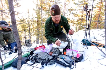 Cougar capture and collar: Wildlife biologist, Dan Stahler, prepares a sedative photo