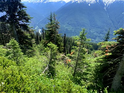 Green Mountain Trail, Mt. Baker-Snoqualmie National Forest. Photo By Sydney Corral June 28, 2021