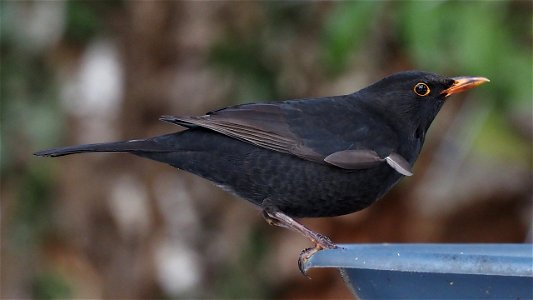 Das Amsel-Mänchen posiert auf der Futterschale