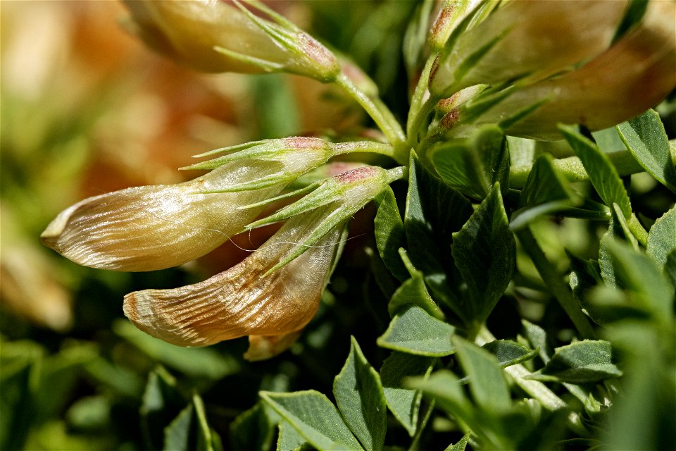 Trifolium barnebyi