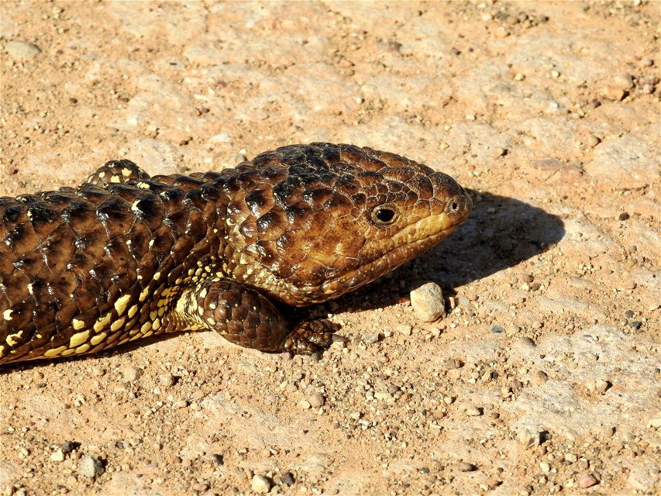 Stumpy-tailed skink lizard photo