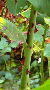 Pointed prickly spur