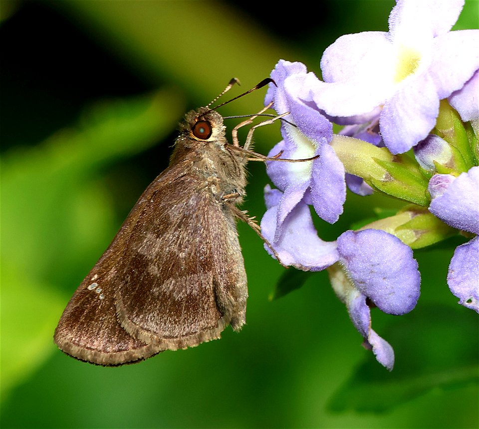 SKIPPER, FAWN-SPOTTED (Cymaenes odilia) (01-02-2023) national buttrtfly center, palmview, hidalgo co, tx -01