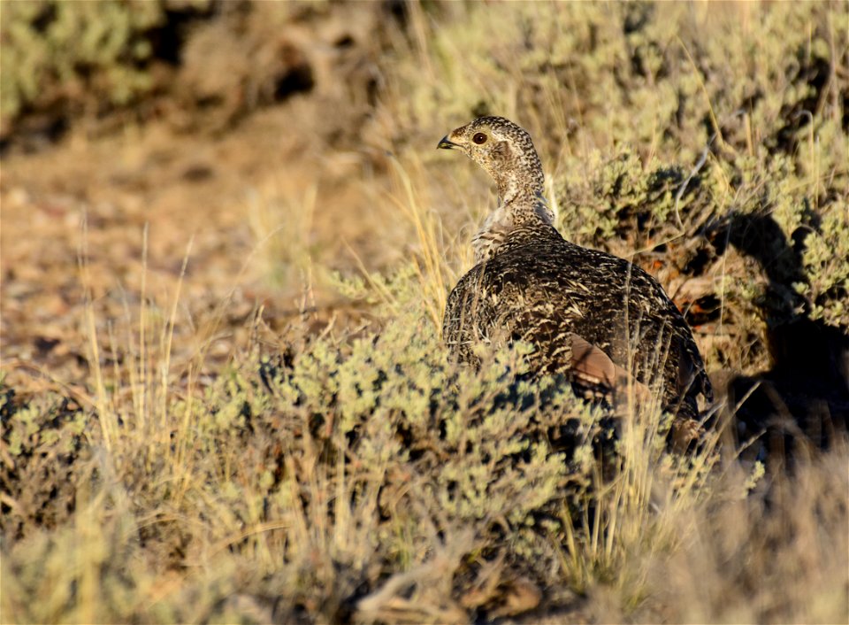 Greater sage-grouse at Seedskadee National Wildlife Refuge