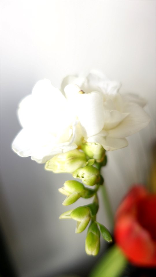 flori_flowers-wife-2023_0216_161755