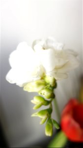 flori_flowers-wife-2023_0216_161755