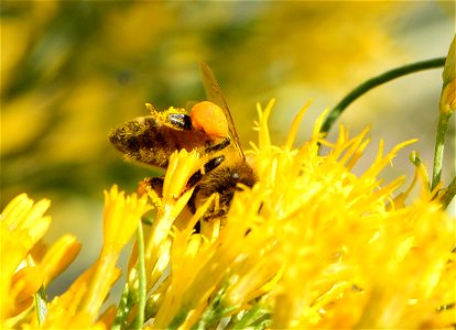 Western honeybee on rubbber rabbitbrush