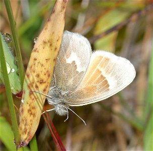 YONTOCKET RINGLET (Coenonympha tulia yontocket) (06-06-2022) north tolowa dunes state park, del norte co, ca -02